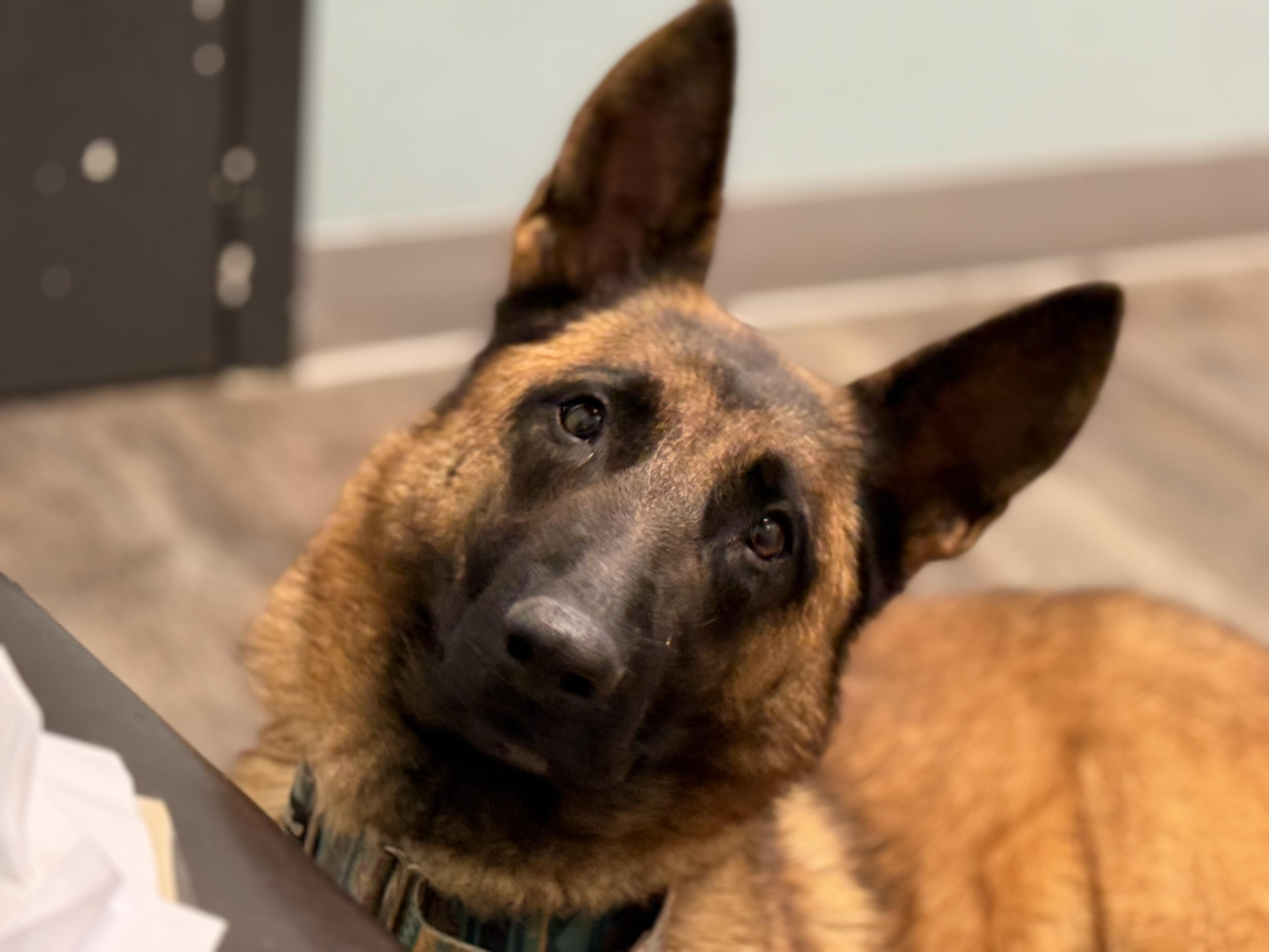 Enlarge Molly, a Adopted mixed breed in Bakersville, NC image 1/6