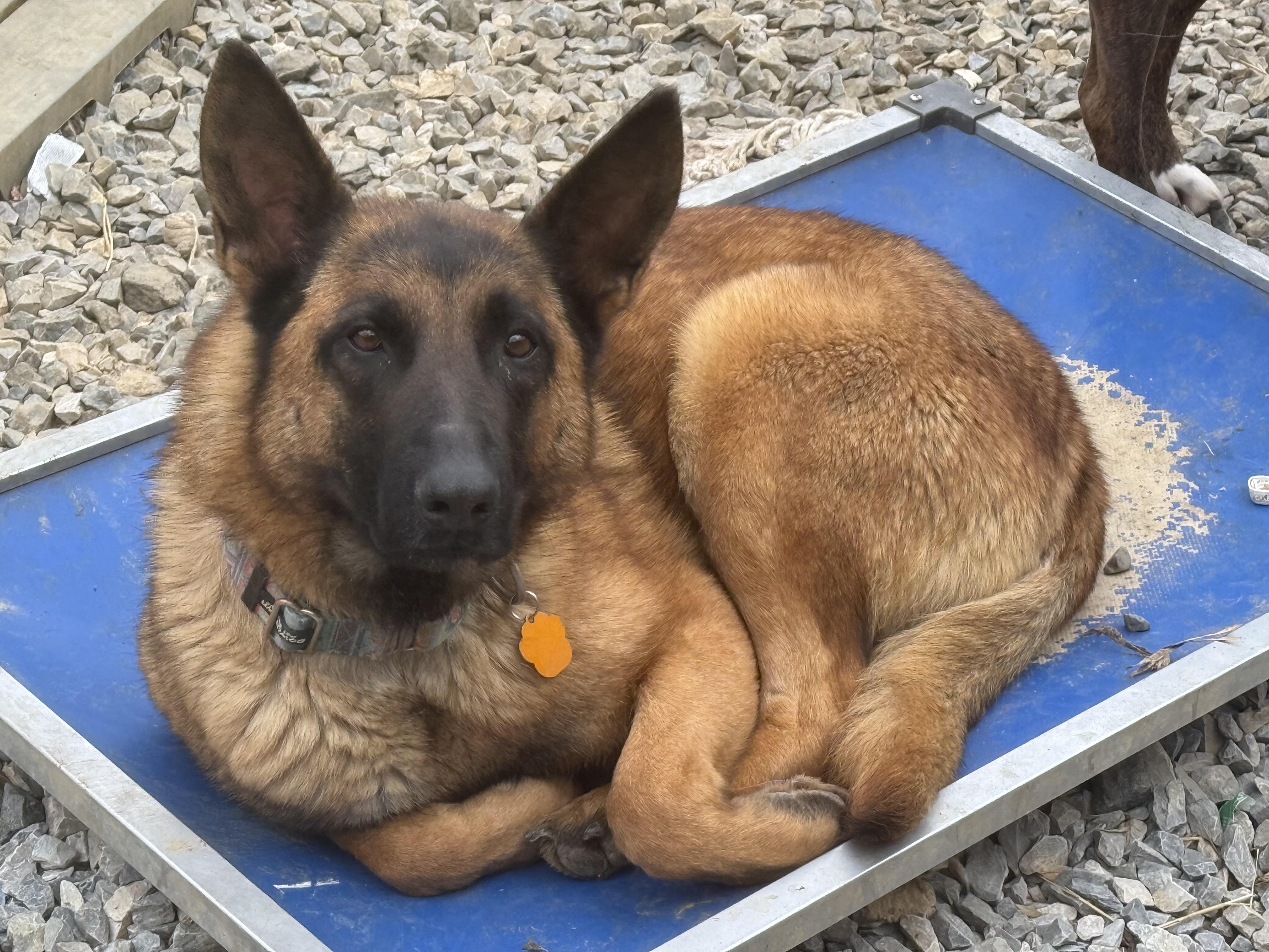 Enlarge Molly, a Adopted mixed breed in Bakersville, NC image 3/6