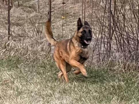 Enlarge Molly, a Adopted mixed breed in Bakersville, NC image 4/6