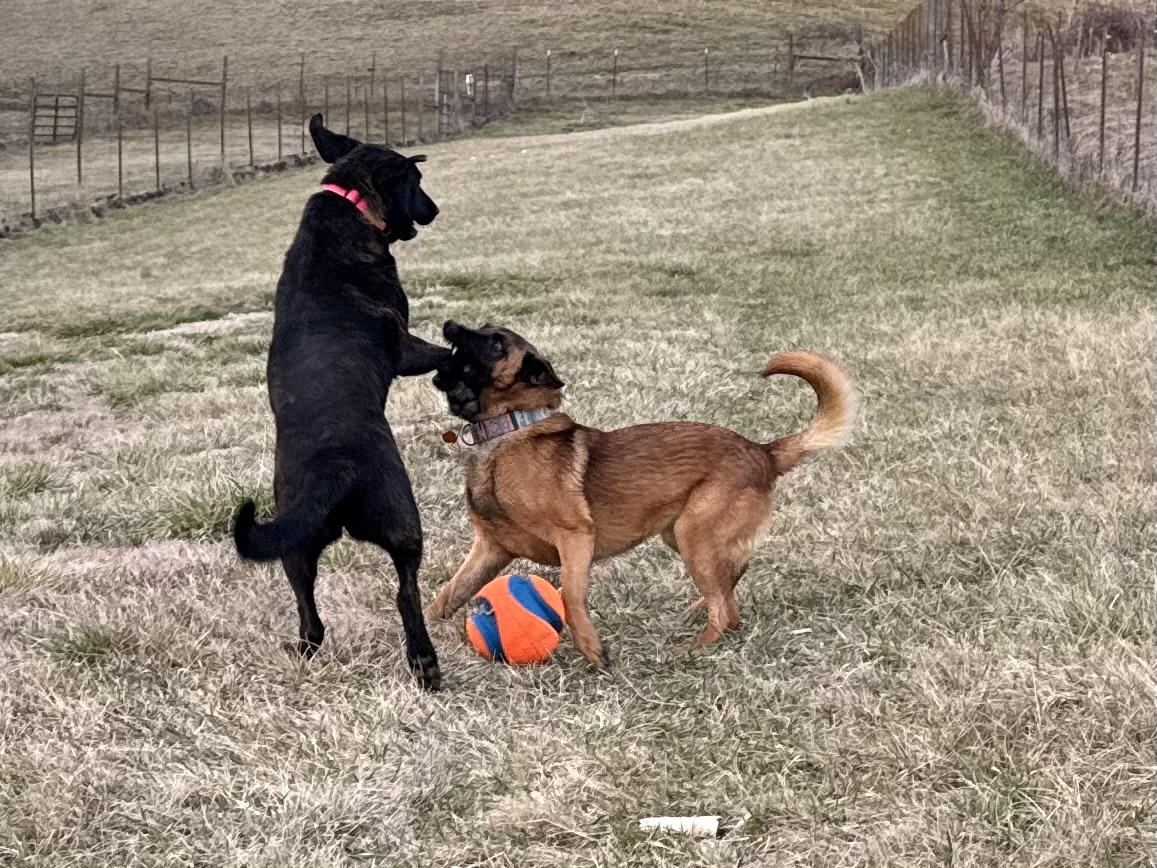 Enlarge Molly, a Adopted mixed breed in Bakersville, NC image 5/6