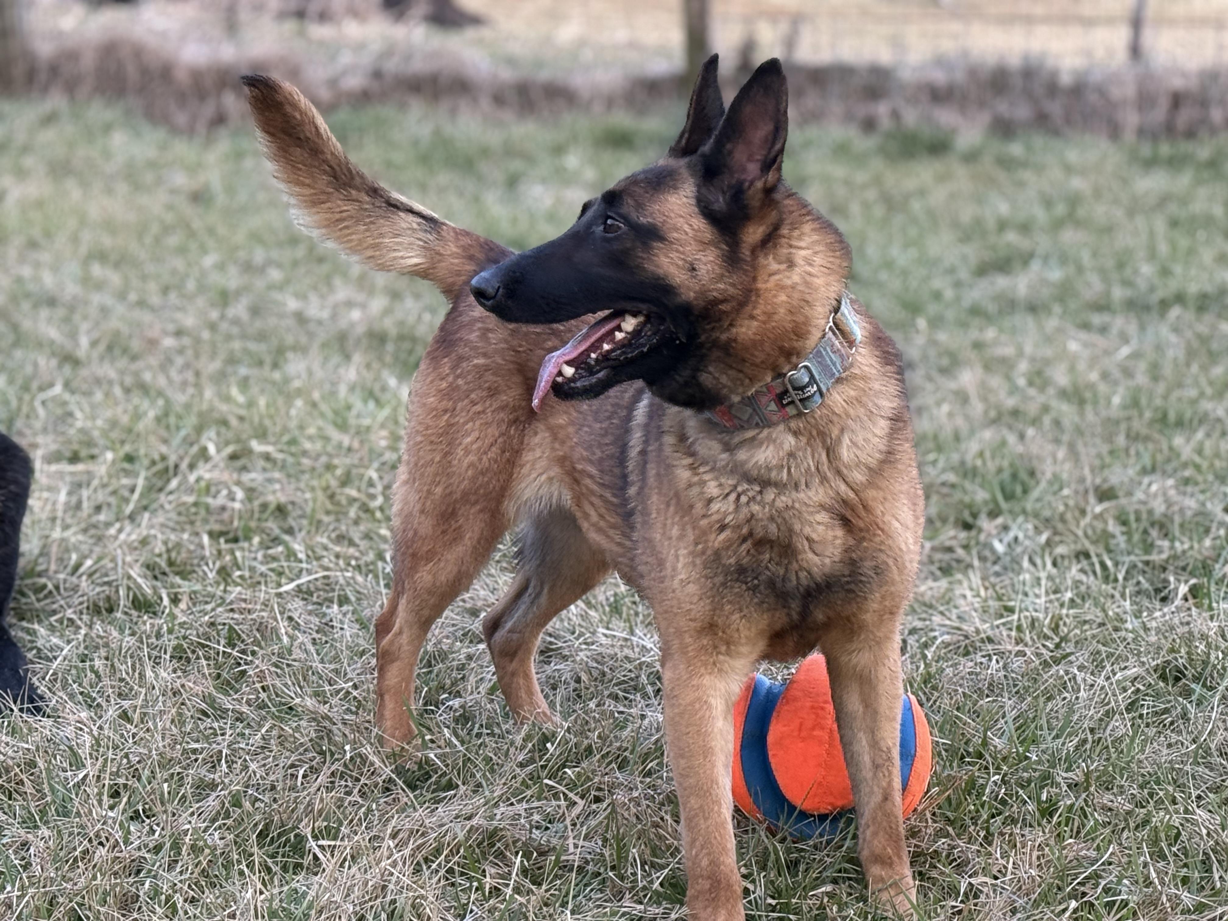 Enlarge Molly, a Adopted mixed breed in Bakersville, NC image 6/6