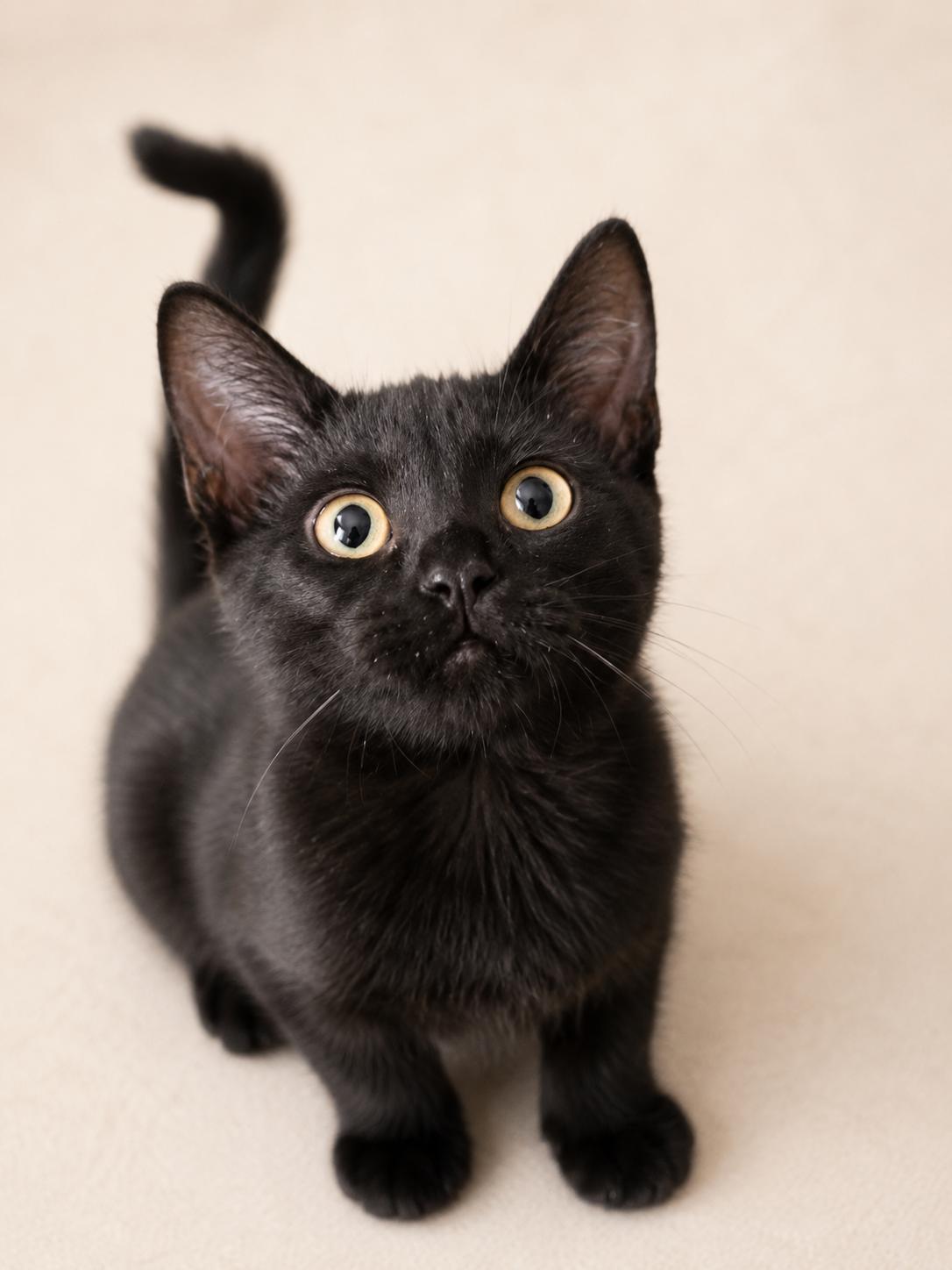 Betsy, Adoptable, Kitten Female Domestic Short Hair.