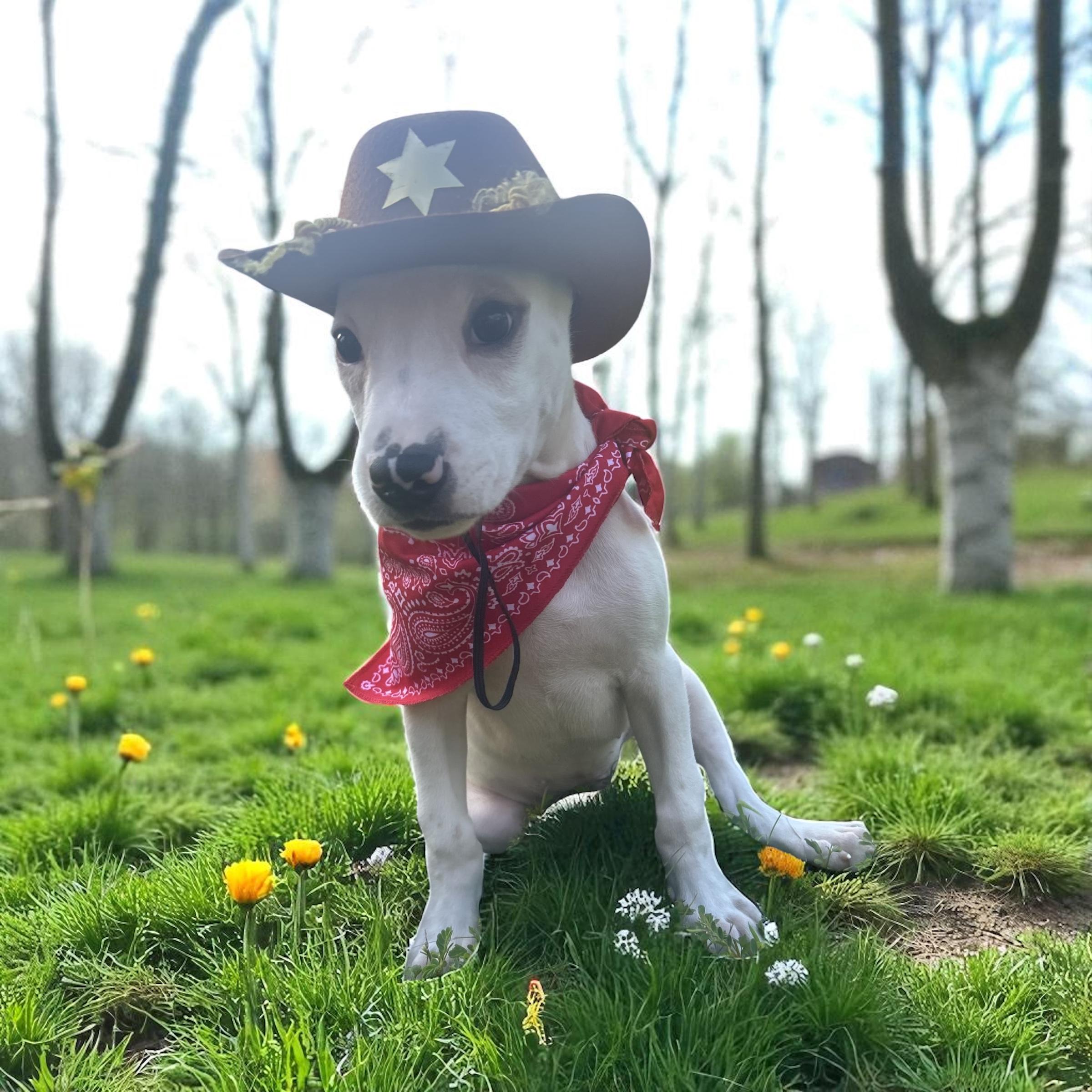 Enlarge Tex, a Adoptable mixed breed in Orlando , FL image 1/5