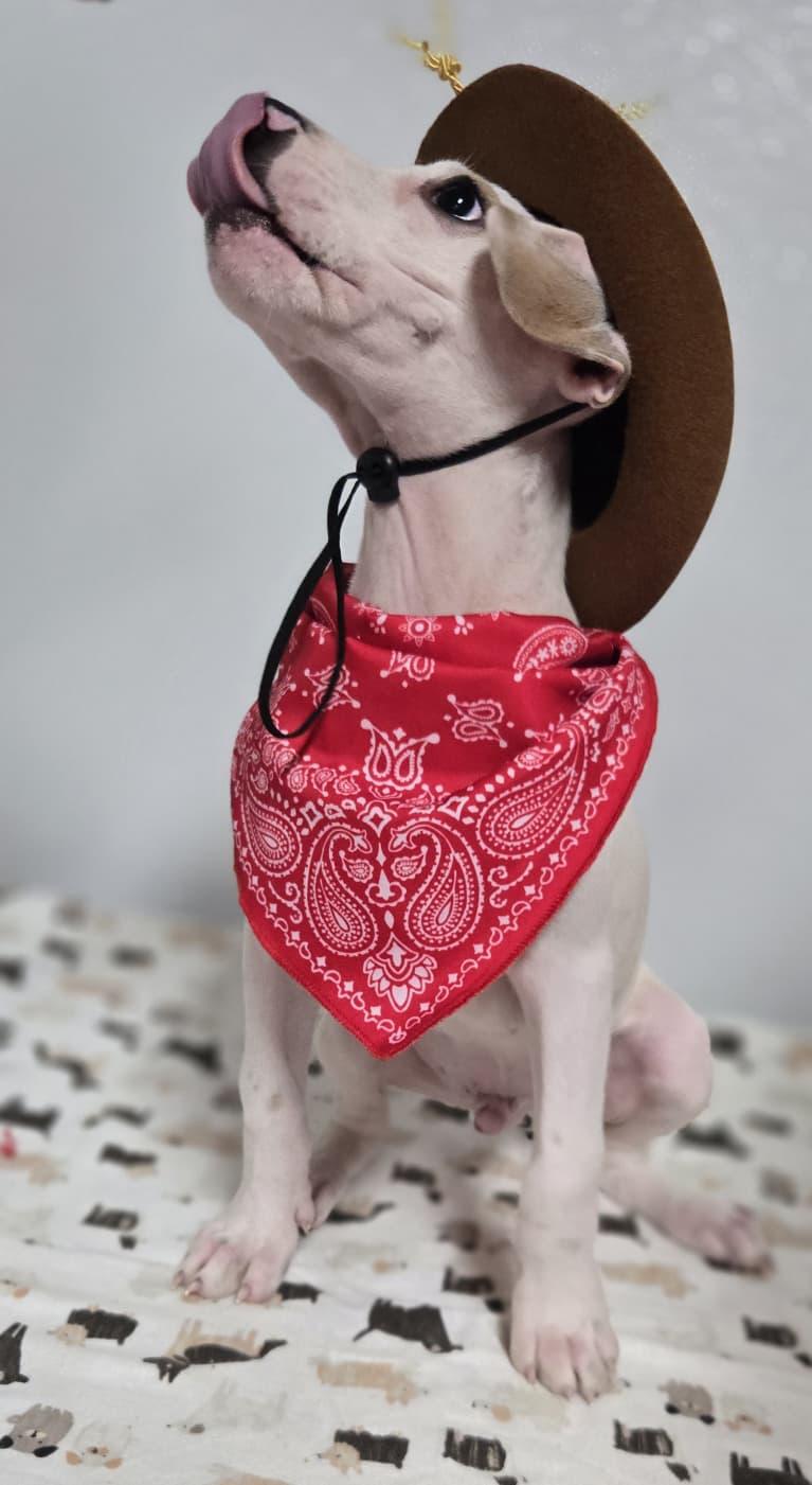 Enlarge Tex, a Adoptable mixed breed in Orlando , FL image 2/5