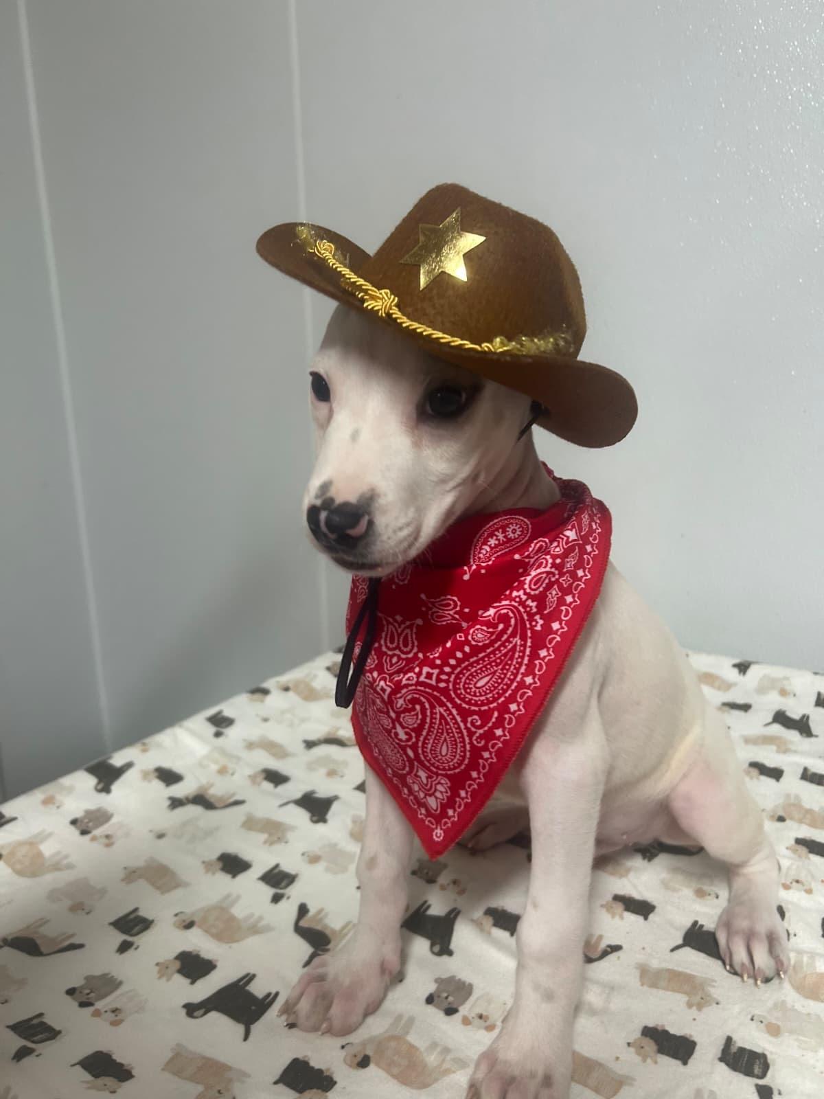 Enlarge Tex, a Adoptable mixed breed in Orlando , FL image 3/5