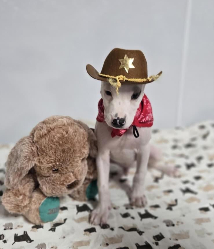 Enlarge Tex, a Adoptable mixed breed in Orlando , FL image 4/5