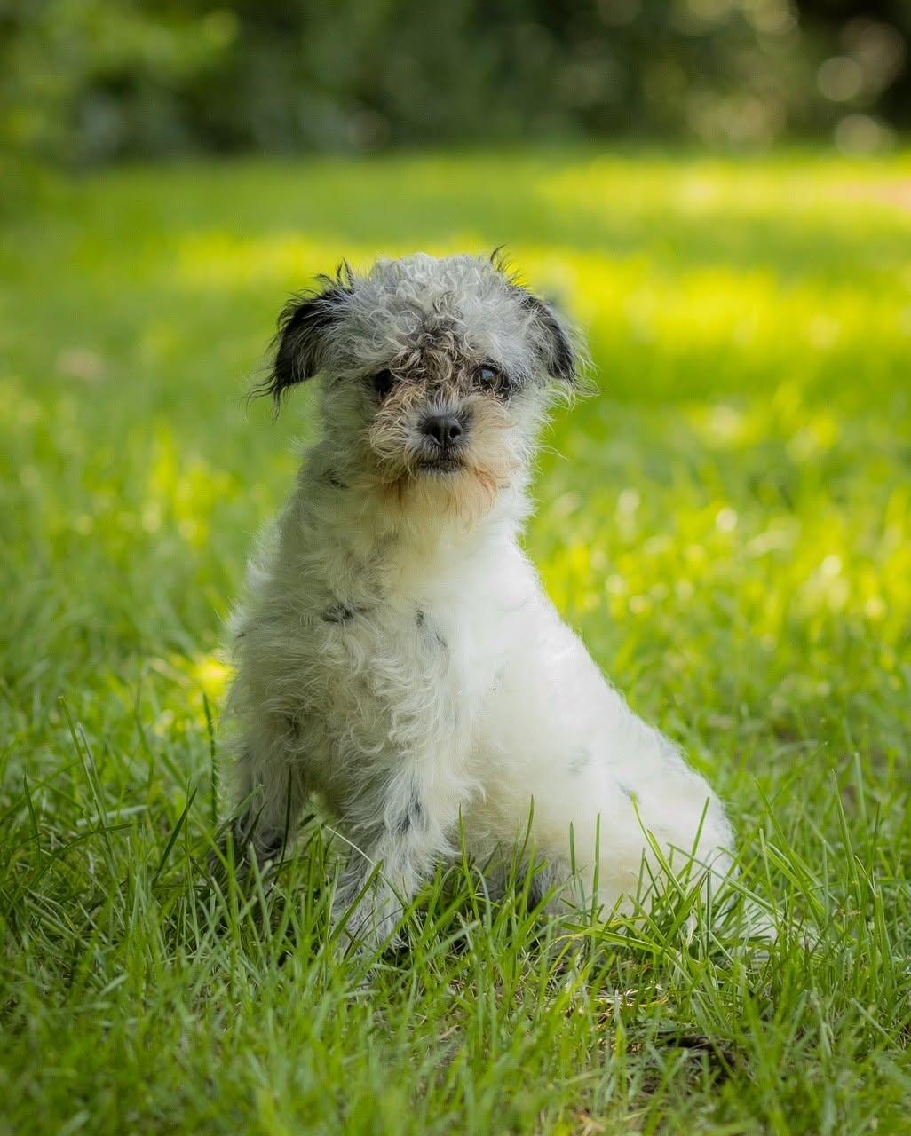 MOON (0070), adopted, Young Female Shih Tzu & Poodle.