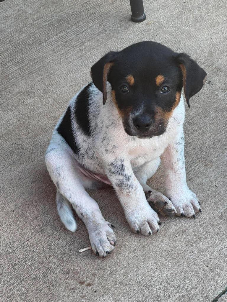 Enlarge Reggie, a Adoptable Cattle Dog in sun prairie, WI image 1/1