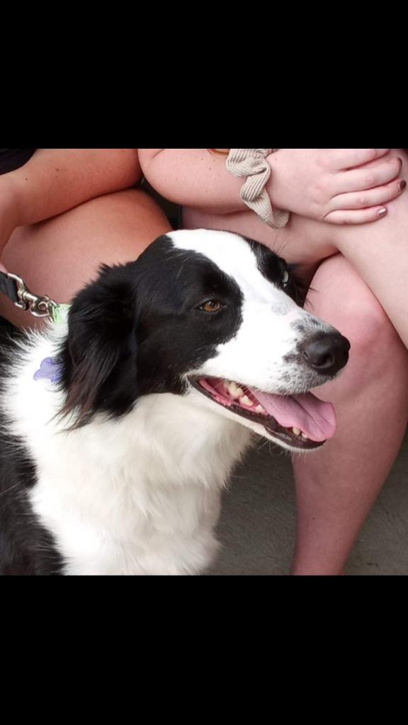 Cookie Raya, a Adoptable mixed breed in Indianapolis, IN image 2/4