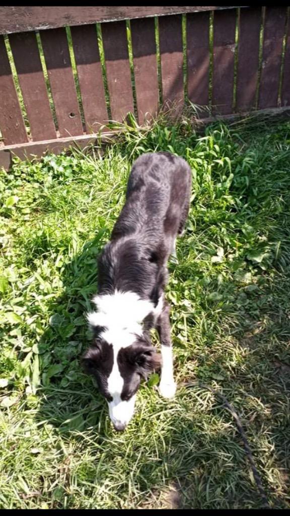 Enlarge Cookie Raya, a Adoptable mixed breed in Indianapolis, IN image 1/4