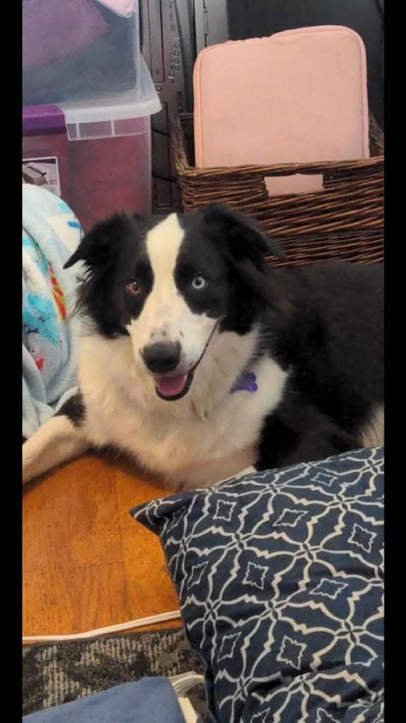 Cookie Raya, a Adoptable mixed breed in Indianapolis, IN image 4/4