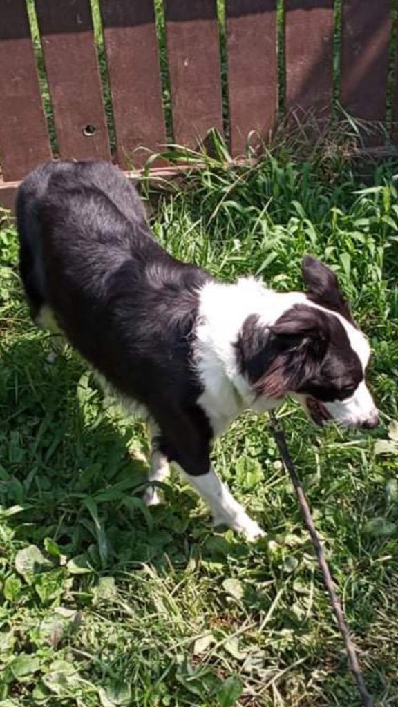 Enlarge Cookie Raya, a Adoptable mixed breed in Indianapolis, IN image 4/4