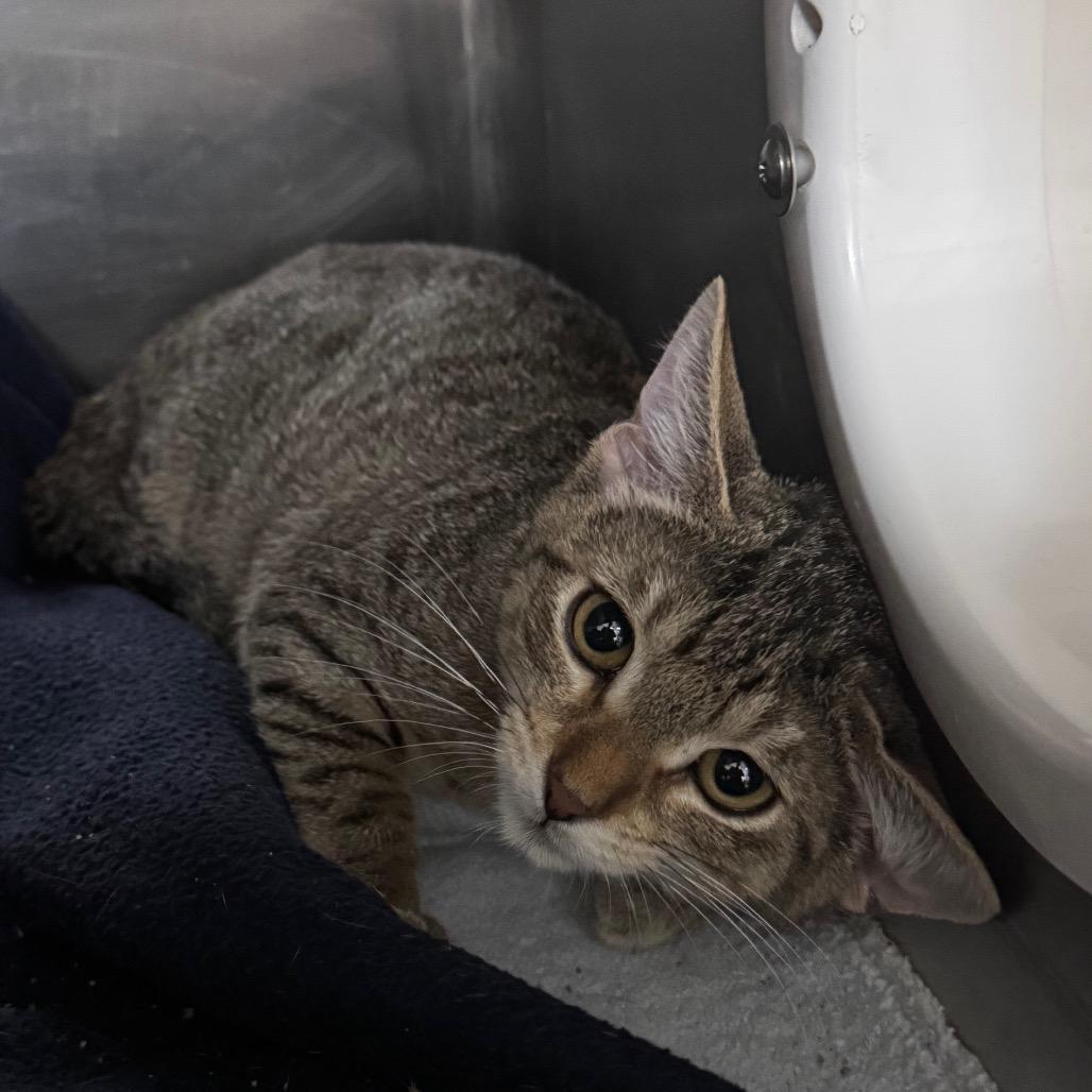 Capris 29755, a Adoptable Domestic Short Hair in Middleburg, FL image 1/3