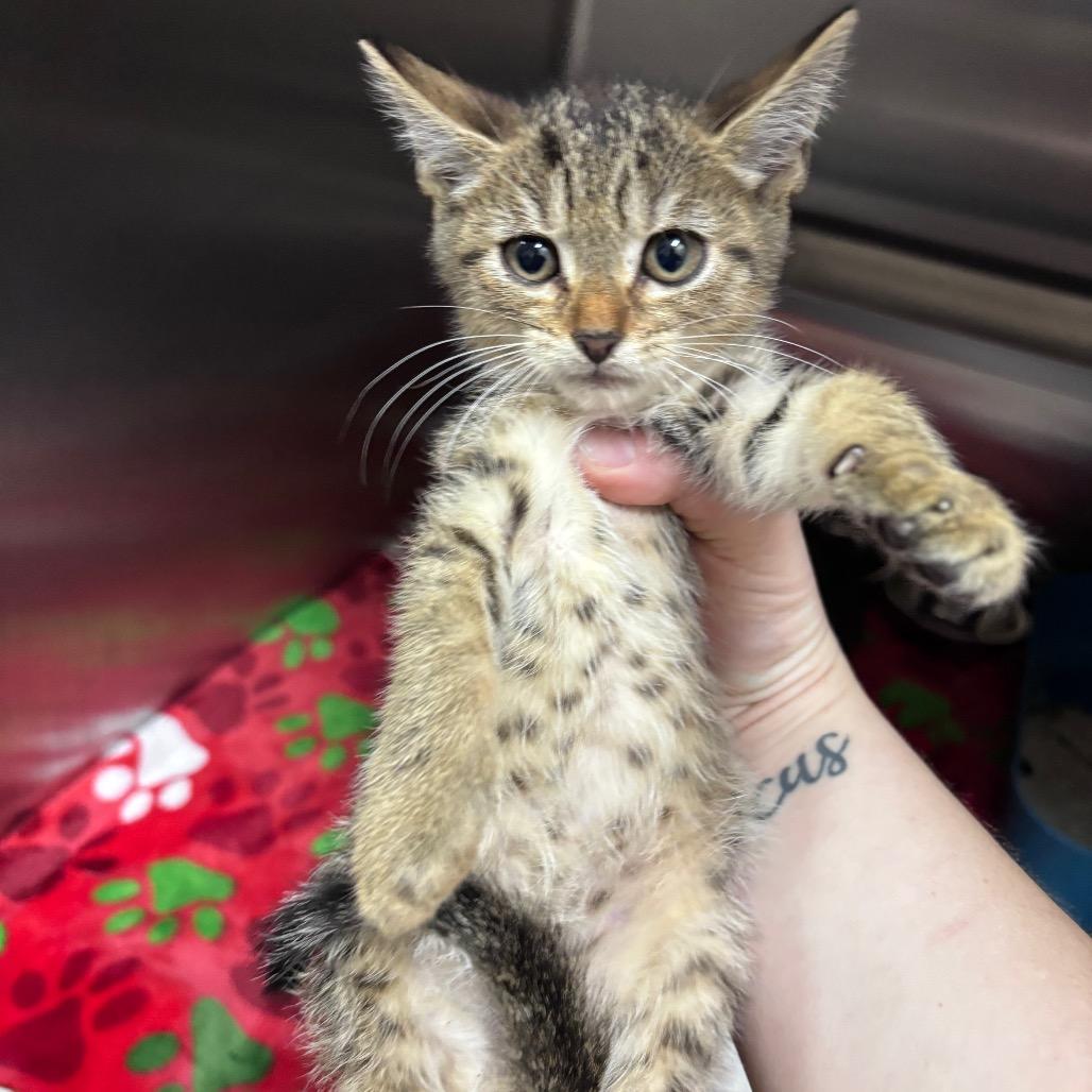 Capris 29755, a Adoptable Domestic Short Hair in Middleburg, FL image 2/3