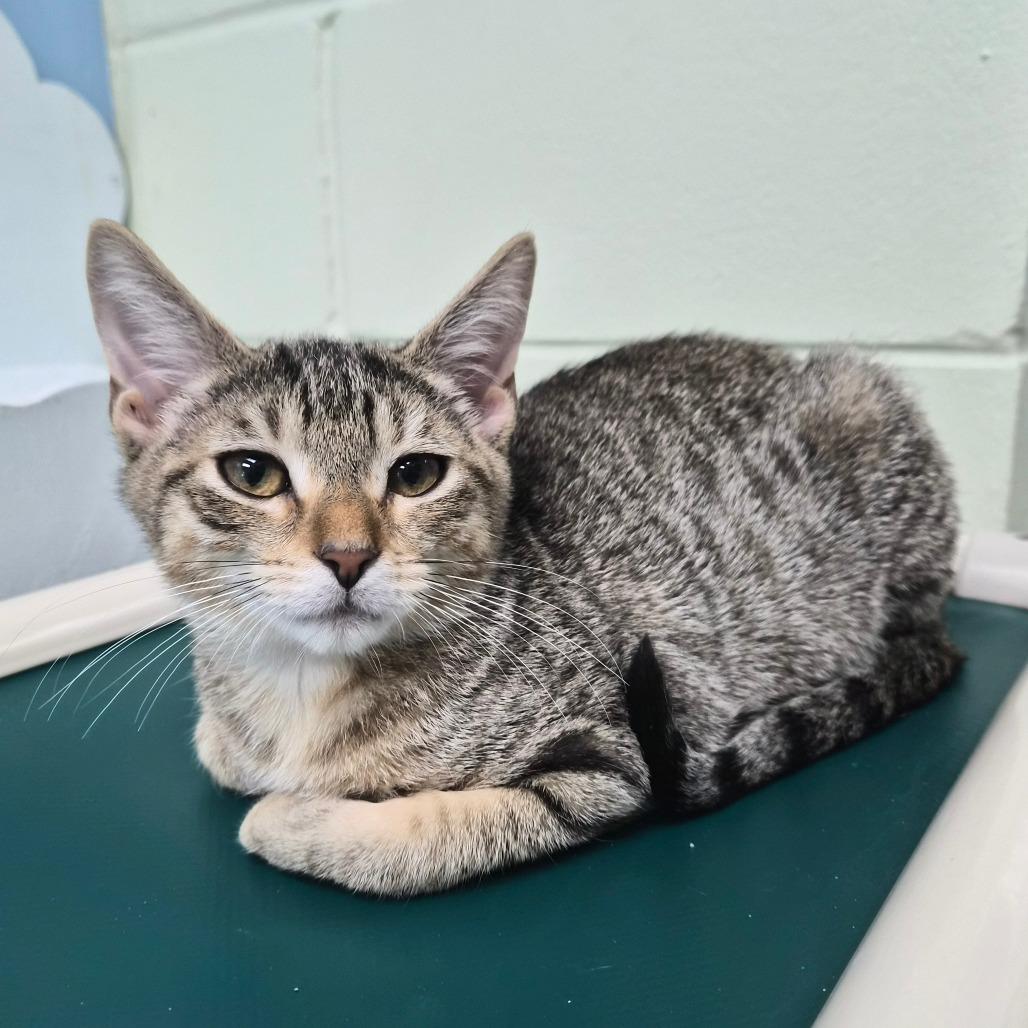 Capris 29755, a Adoptable Domestic Short Hair in Middleburg, FL image 3/3