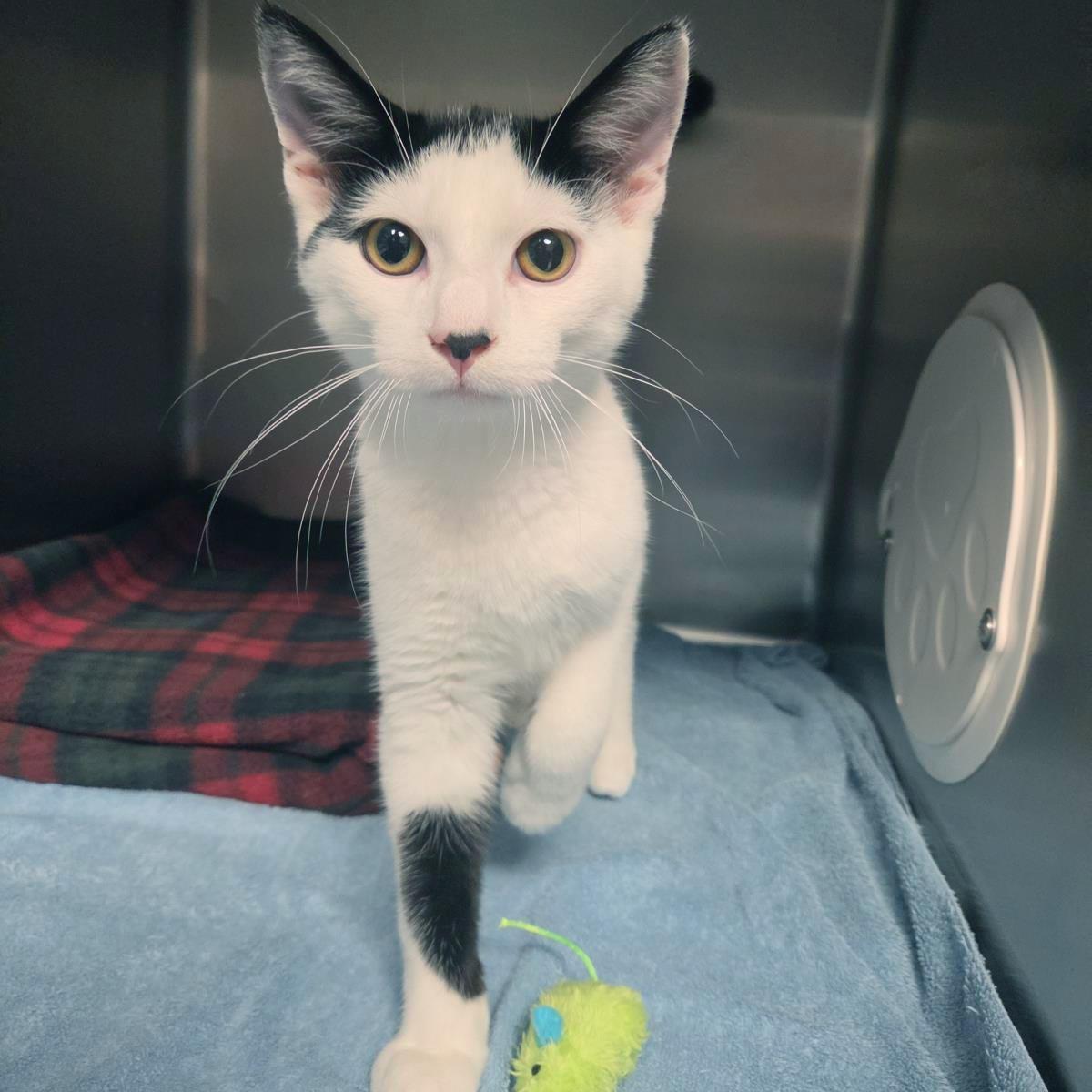 Ho Ho, Adoptable, Kitten Male Domestic Short Hair.