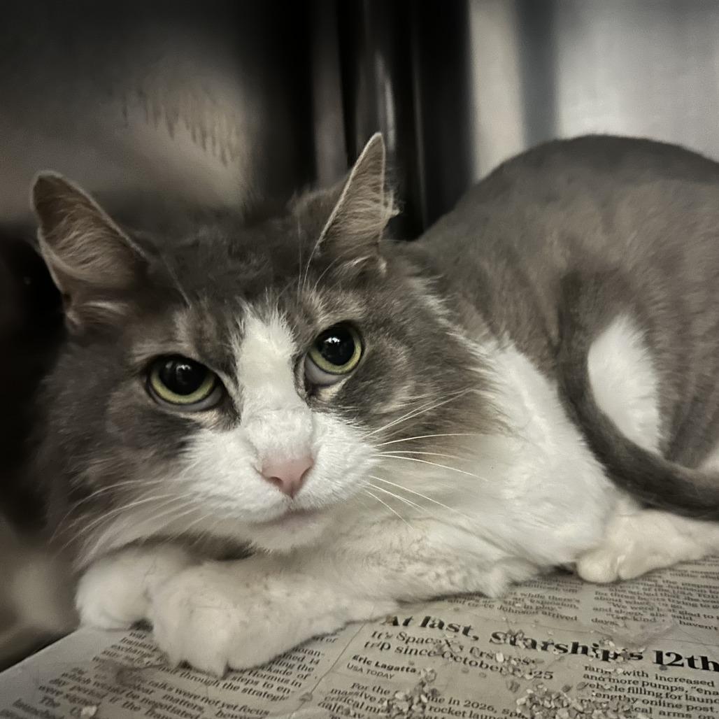 Enlarge Fonzie, a Adoptable Domestic Long Hair in Lynchburg, VA image 1/1