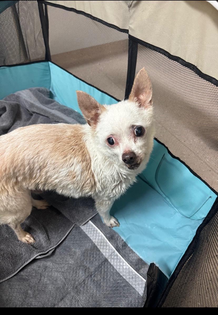 Enlarge Chet aka miracle, a Adoptable mixed breed in Rio Linda, CA image 1/3