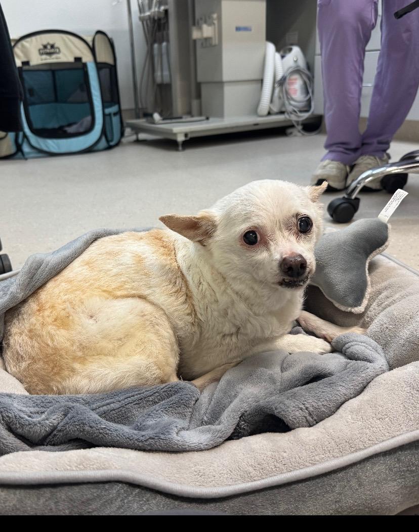 Enlarge Chet aka miracle, a Adoptable mixed breed in Rio Linda, CA image 2/3