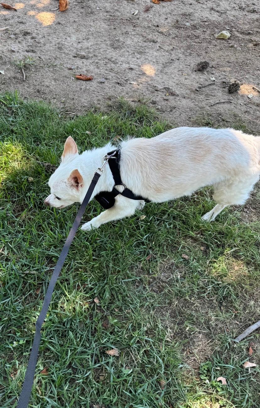 Enlarge Chet aka miracle, a Adoptable mixed breed in Rio Linda, CA image 3/3