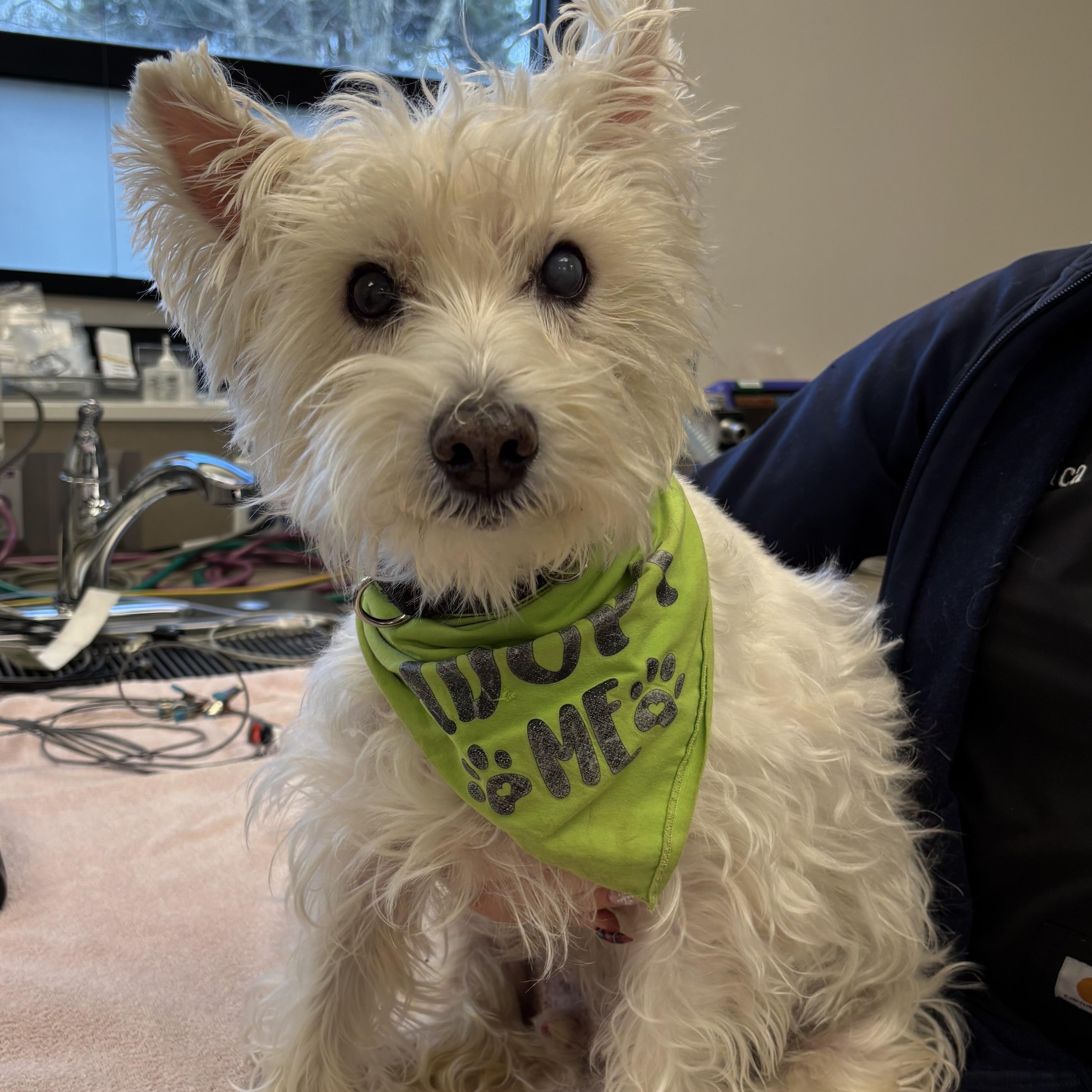 Enlarge Prince, a Adoptable West Highland White Terrier / Westie in Portland, OR image 2/5