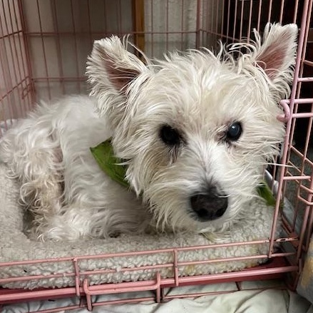 Enlarge Prince, a Adoptable West Highland White Terrier / Westie in Portland, OR image 3/5