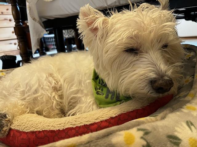 Enlarge Prince, a Adoptable West Highland White Terrier / Westie in Portland, OR image 4/5