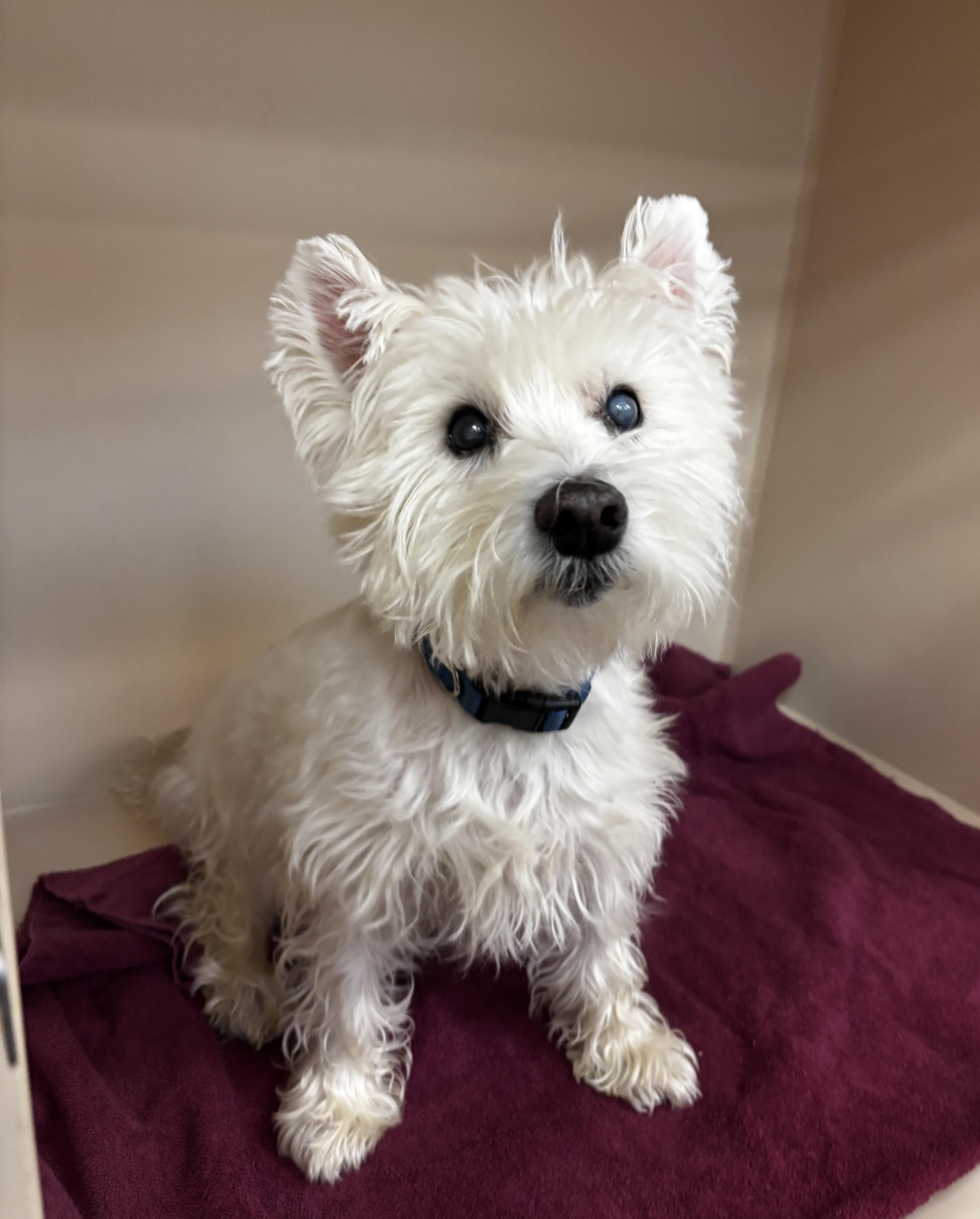 Enlarge Prince, a Adoptable West Highland White Terrier / Westie in Portland, OR image 1/5