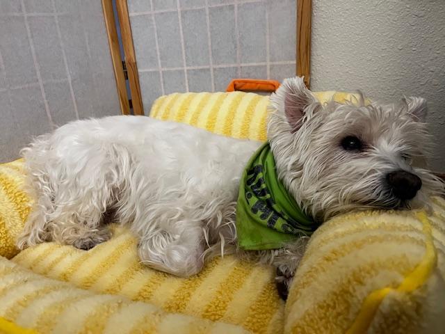 Enlarge Prince, a Adoptable West Highland White Terrier / Westie in Portland, OR image 5/5