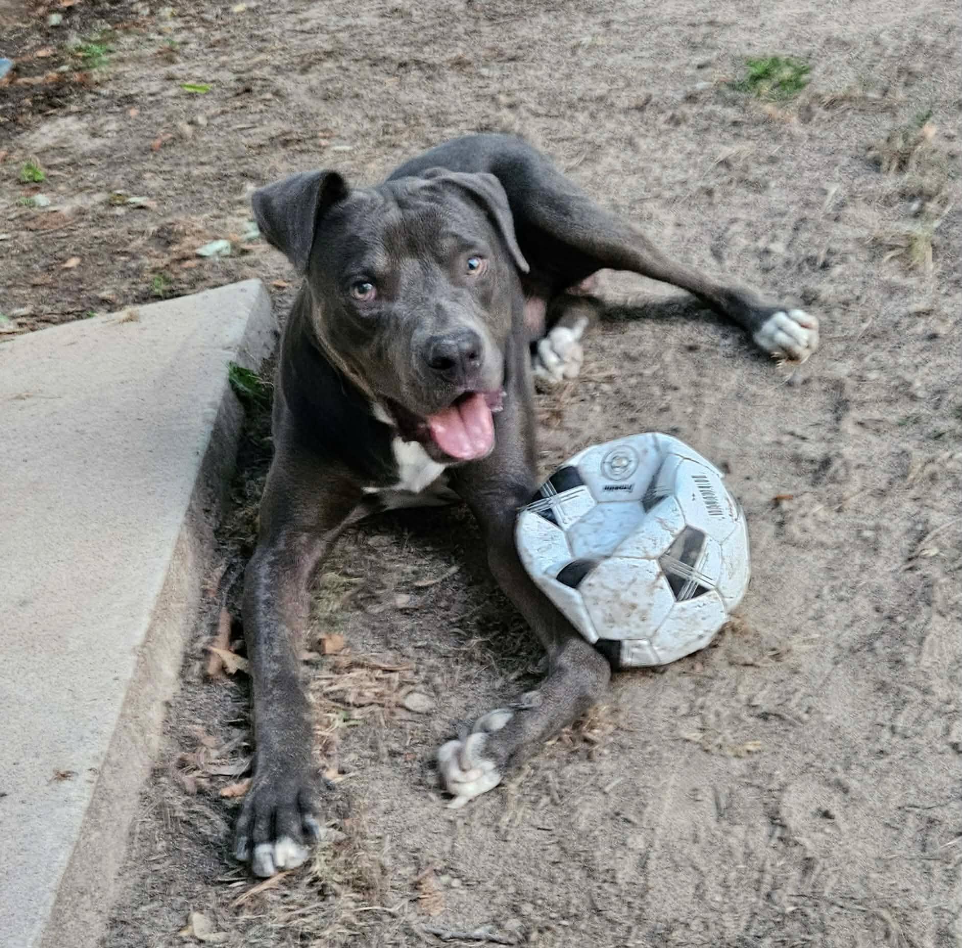 Enlarge Malcolm, a Adoptable mixed breed in Minneapolis, MN image 2/6
