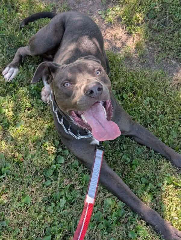 Enlarge Malcolm, a Adoptable mixed breed in Minneapolis, MN image 4/6