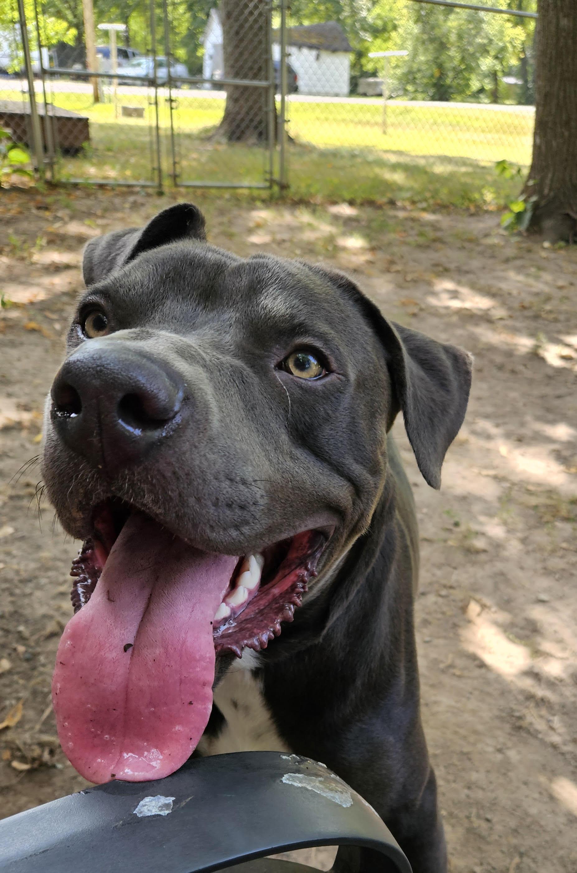 Enlarge Malcolm, a Adoptable mixed breed in Minneapolis, MN image 6/6