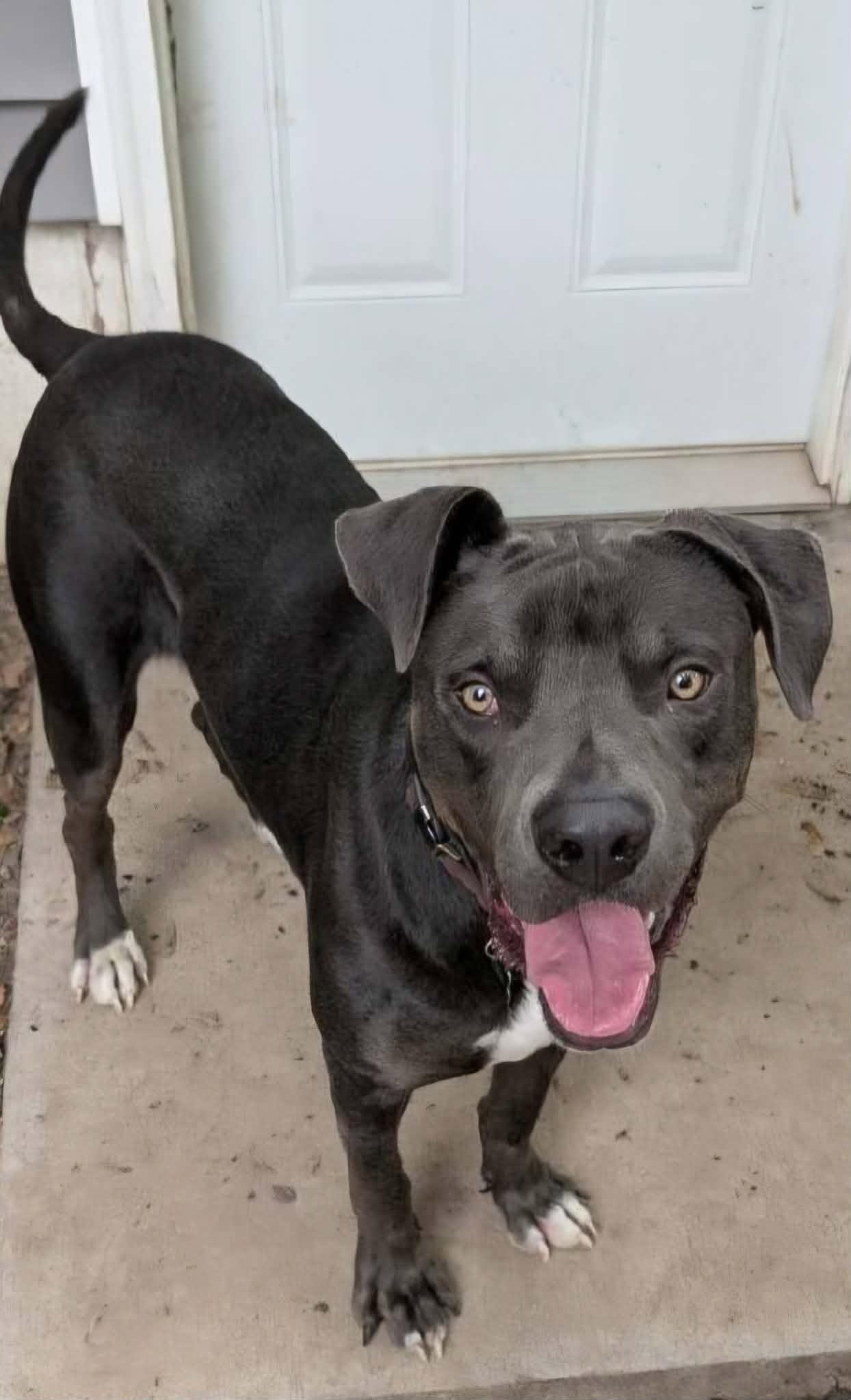 Enlarge Malcolm, a Adoptable mixed breed in Minneapolis, MN image 3/6