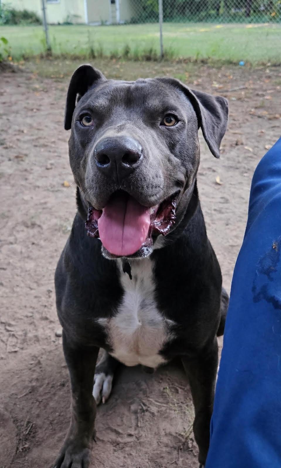 Enlarge Malcolm, a Adoptable mixed breed in Minneapolis, MN image 5/6