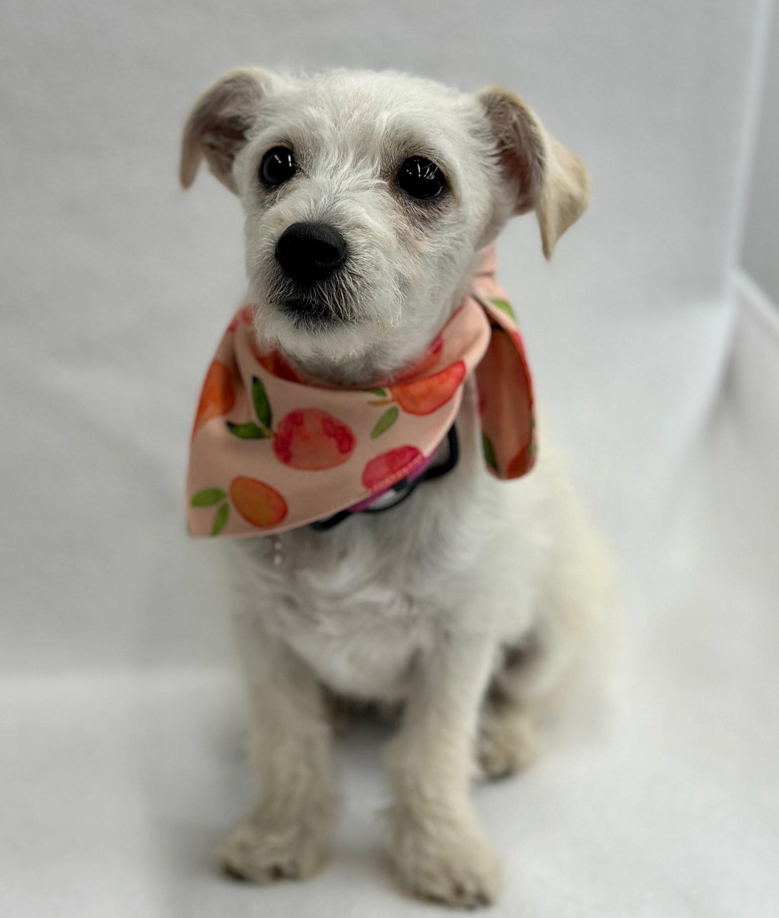 Enlarge Gadget, a Adoptable mixed breed in Palo Alto, CA image 1/3