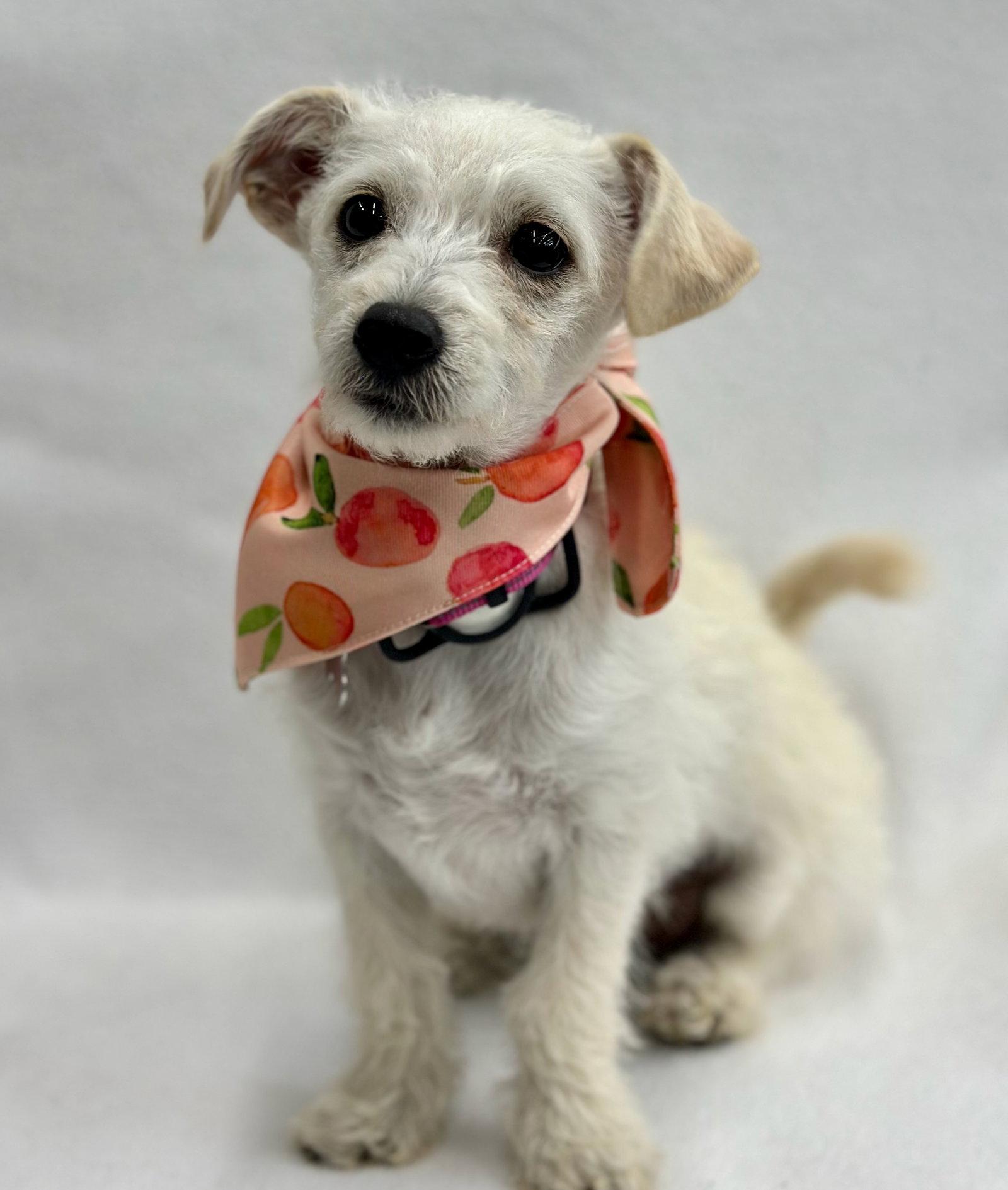 Gadget, Adoptable, Puppy Female Yorkshire Terrier & Chihuahua.
