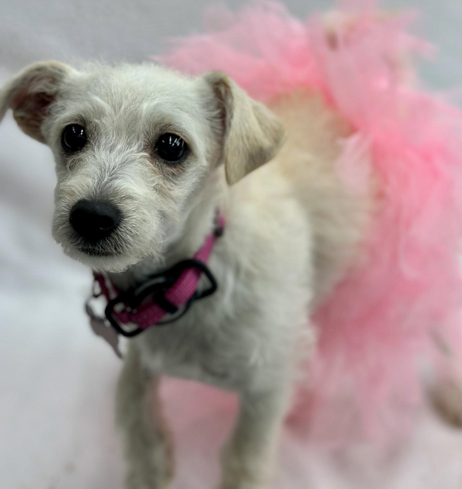 Enlarge Gadget, a Adoptable mixed breed in Palo Alto, CA image 3/3