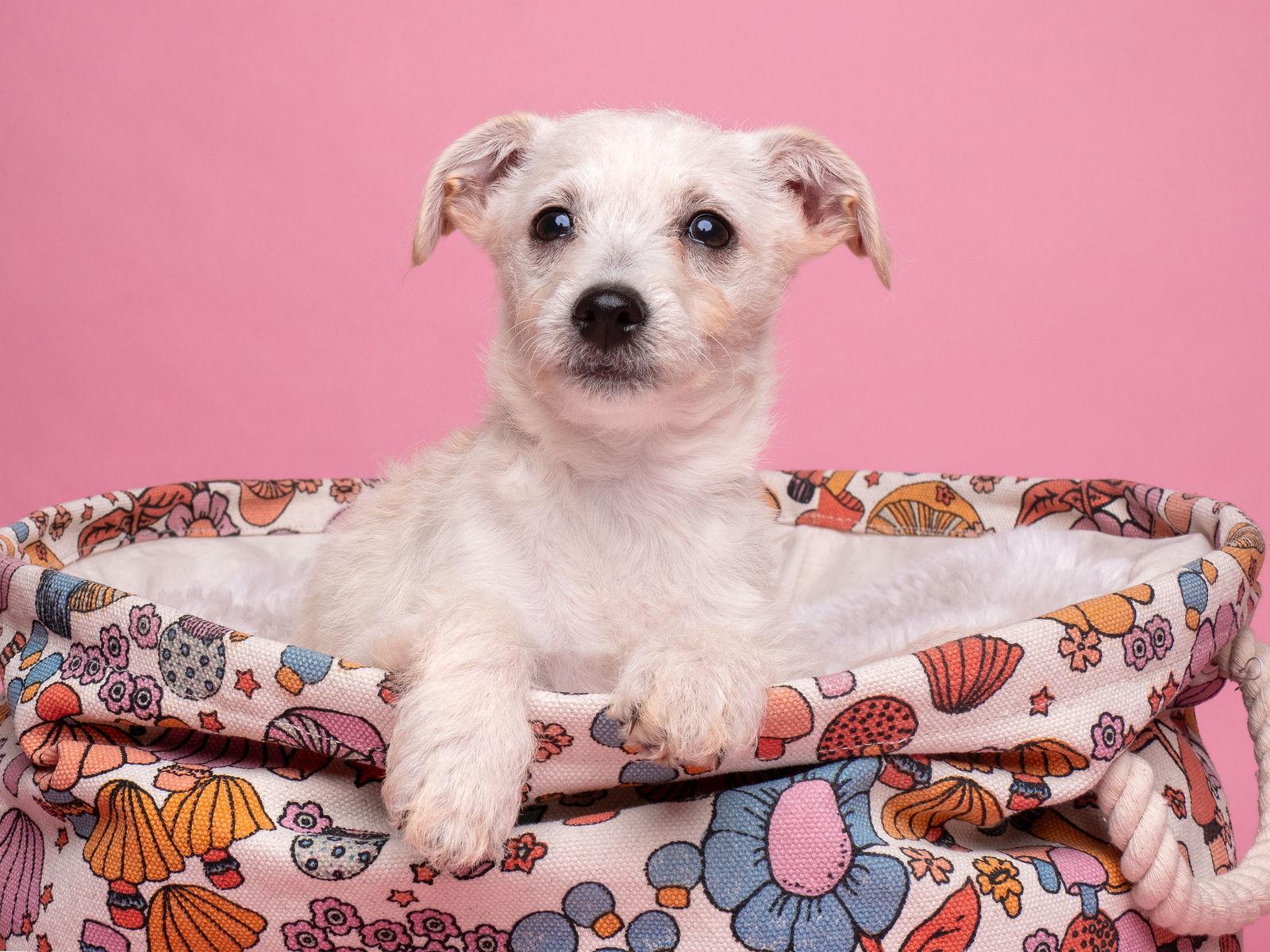 AWNW: Gadget, Adoptable, Puppy Female Yorkshire Terrier & Chihuahua.