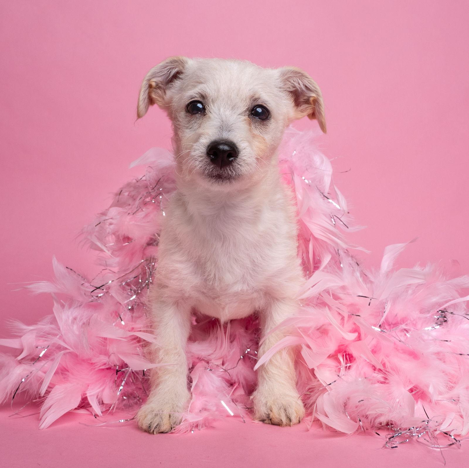 Enlarge AWNW: Gadget, a Adoptable mixed breed in Palo Alto, CA image 2/3