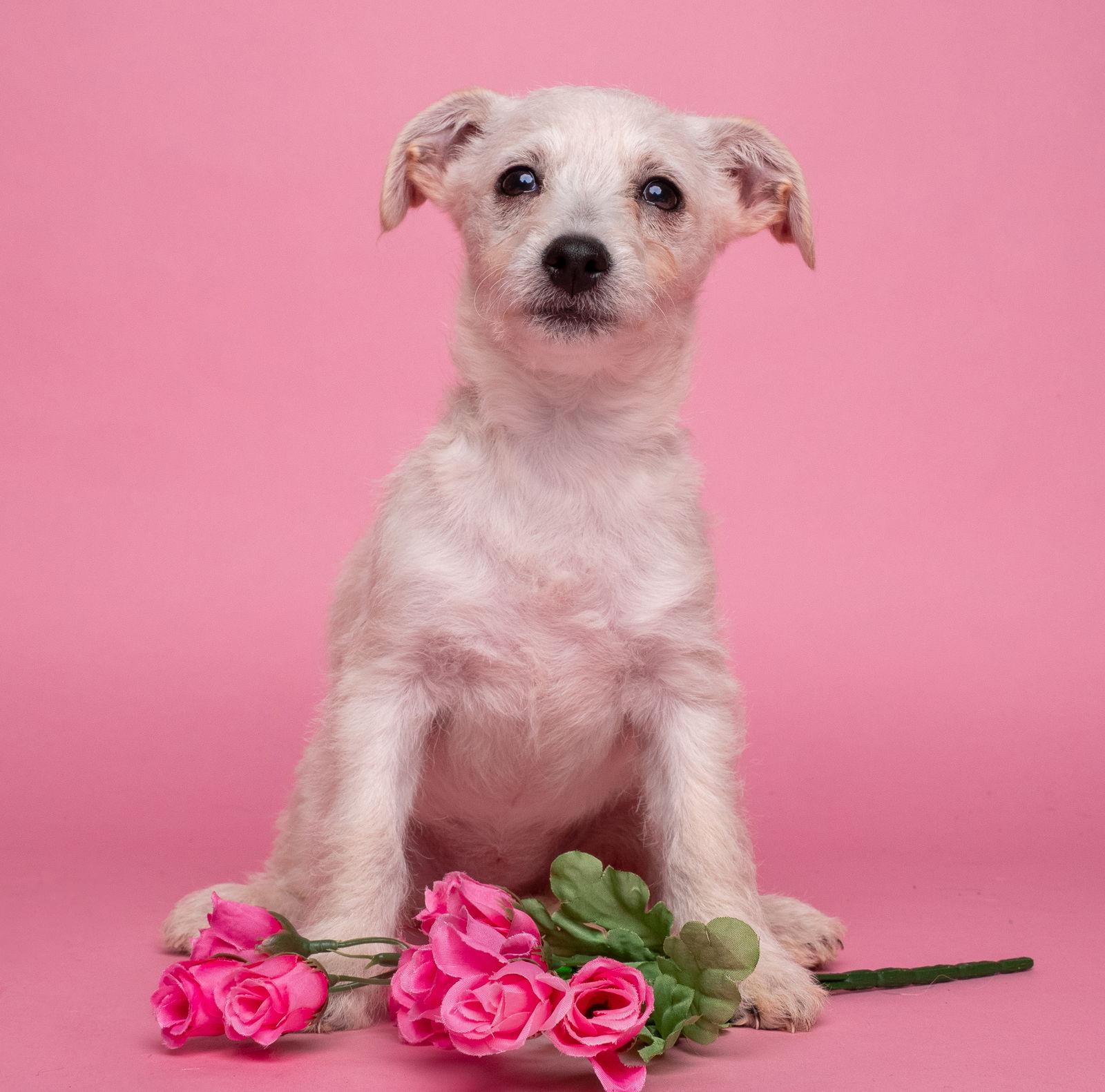 Enlarge AWNW: Gadget, a Adoptable mixed breed in Palo Alto, CA image 3/3