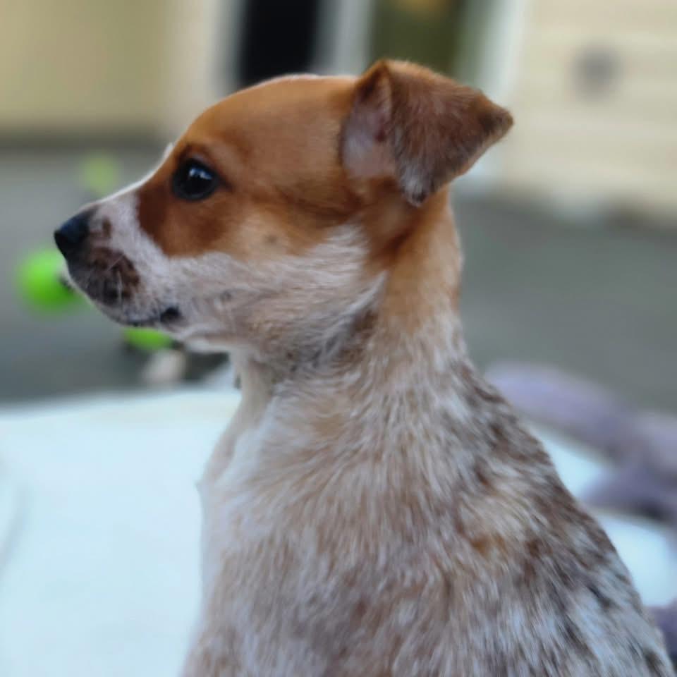 Sienna, a Adoptable Australian Cattle Dog / Blue Heeler in Berlin, NJ image 1/3