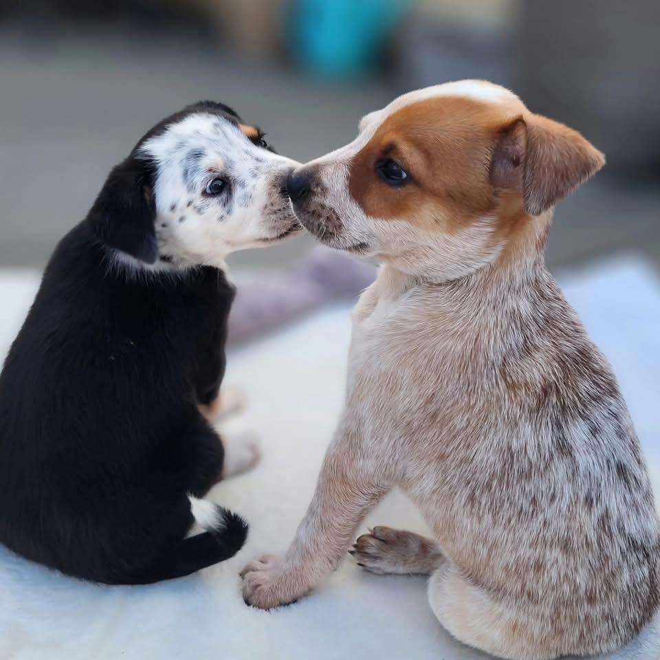 Sienna, a Adoptable Australian Cattle Dog / Blue Heeler in Berlin, NJ image 3/3