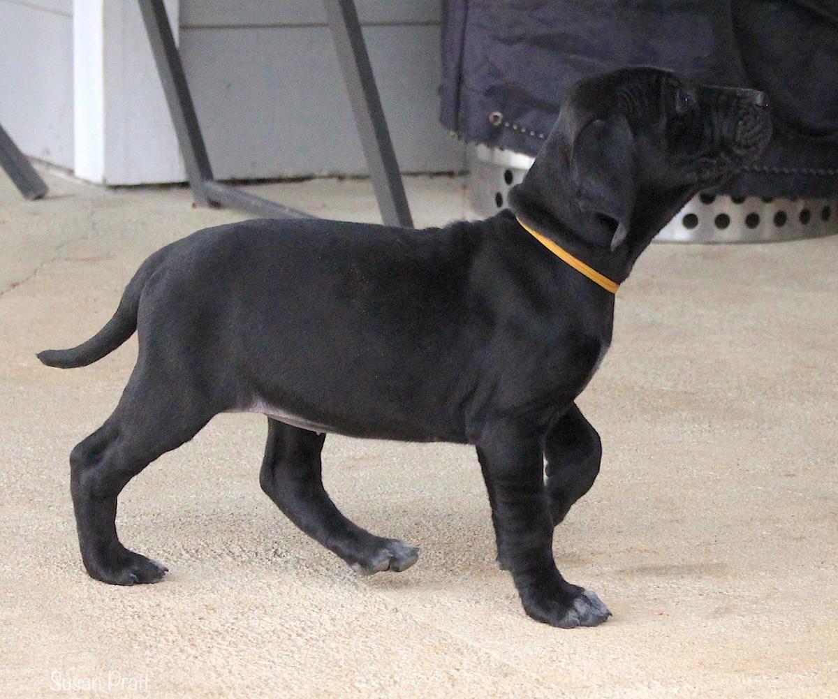 Noelle, an adopted mixed breed in Bedford, VA image 5/6