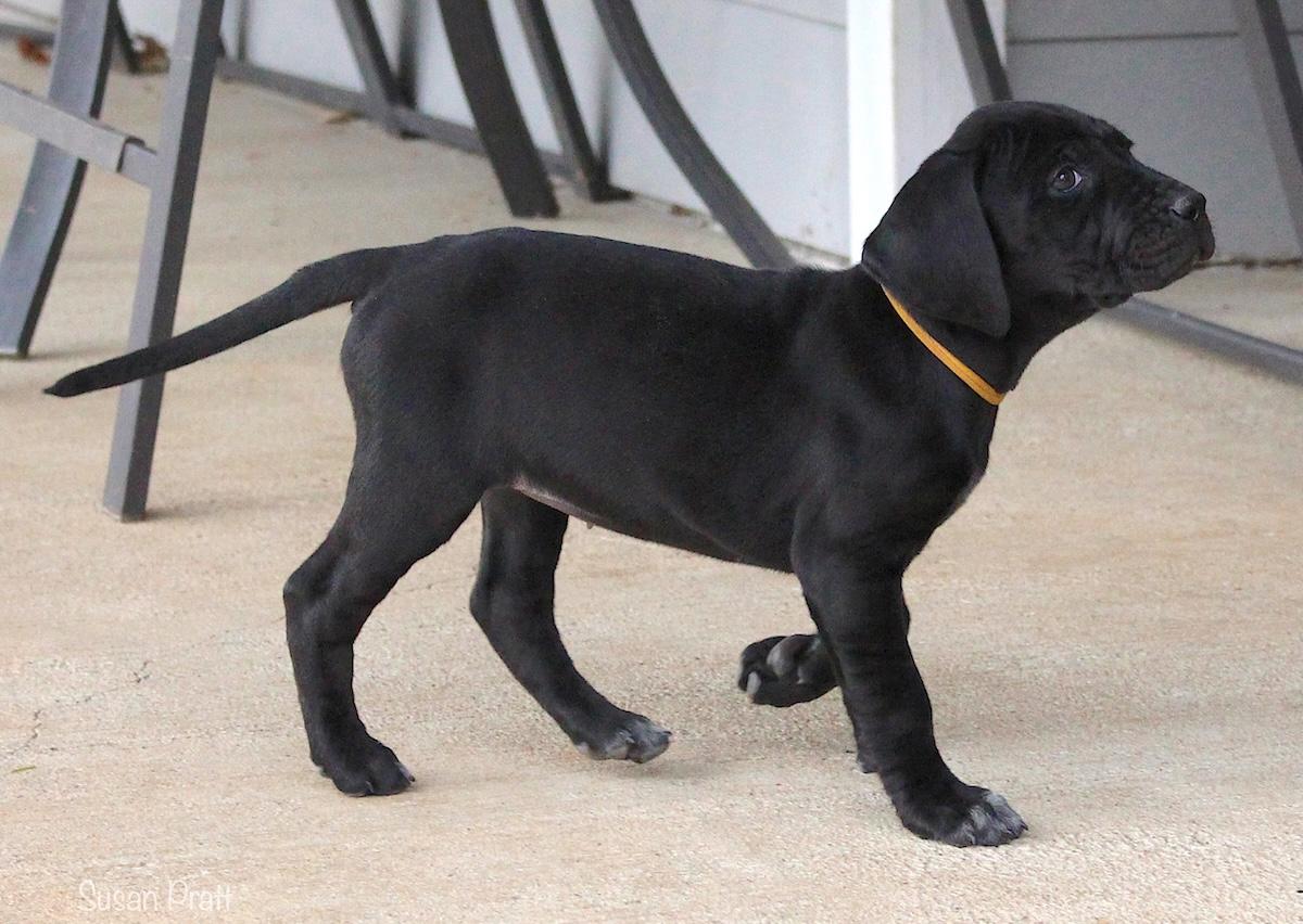 Noelle, an adopted mixed breed in Bedford, VA image 3/6