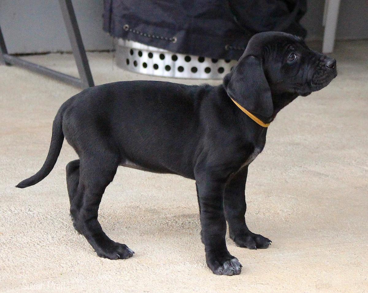 Noelle, an adopted mixed breed in Bedford, VA image 6/6