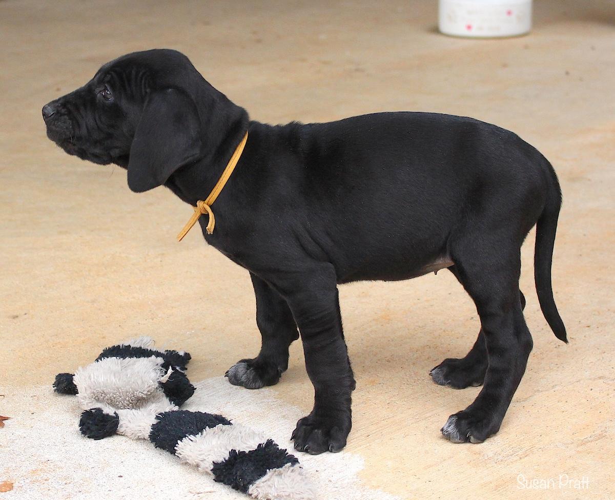 Noelle, an adopted mixed breed in Bedford, VA image 4/6