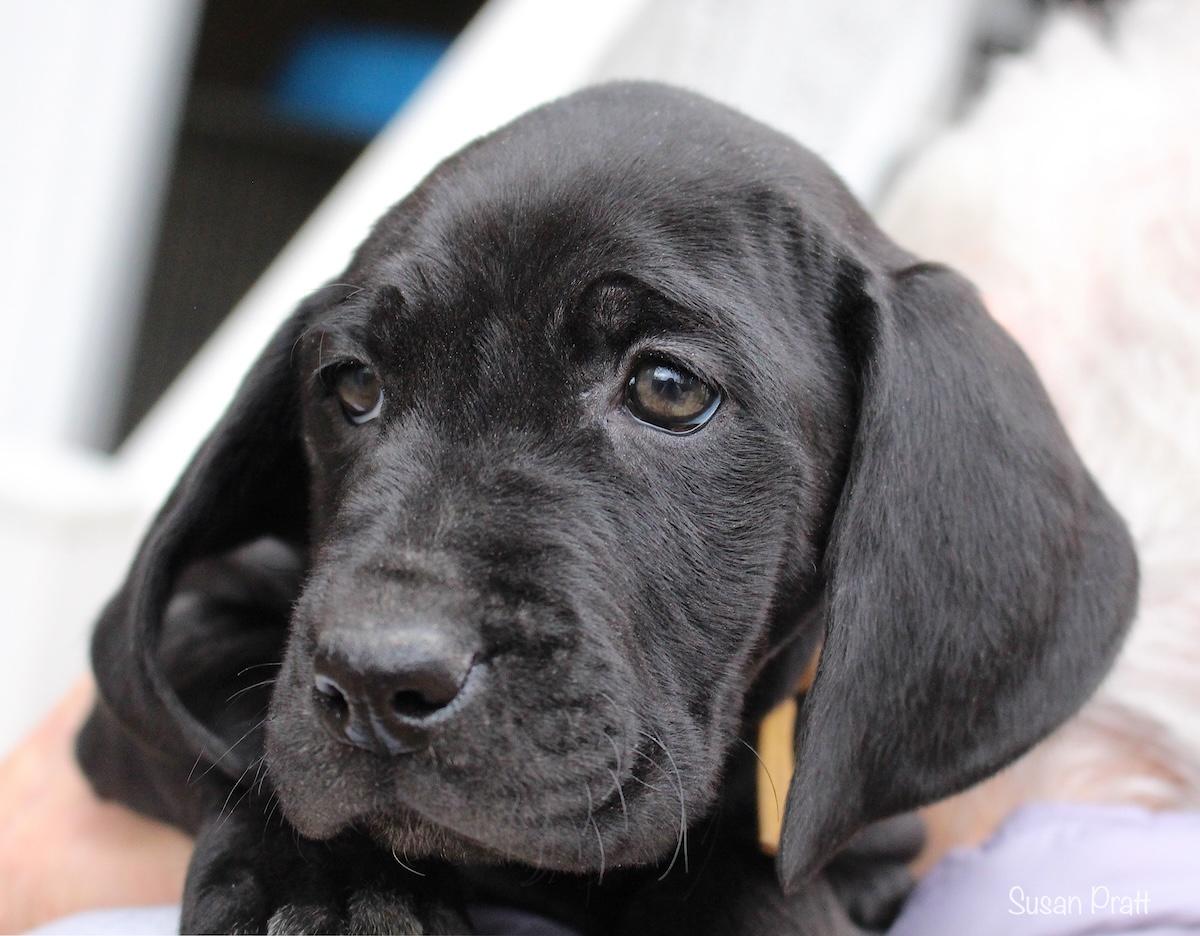 Noelle, an adopted mixed breed in Bedford, VA image 1/6