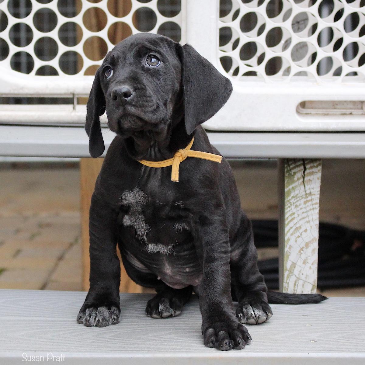 Noelle, an adopted mixed breed in Bedford, VA image 2/6