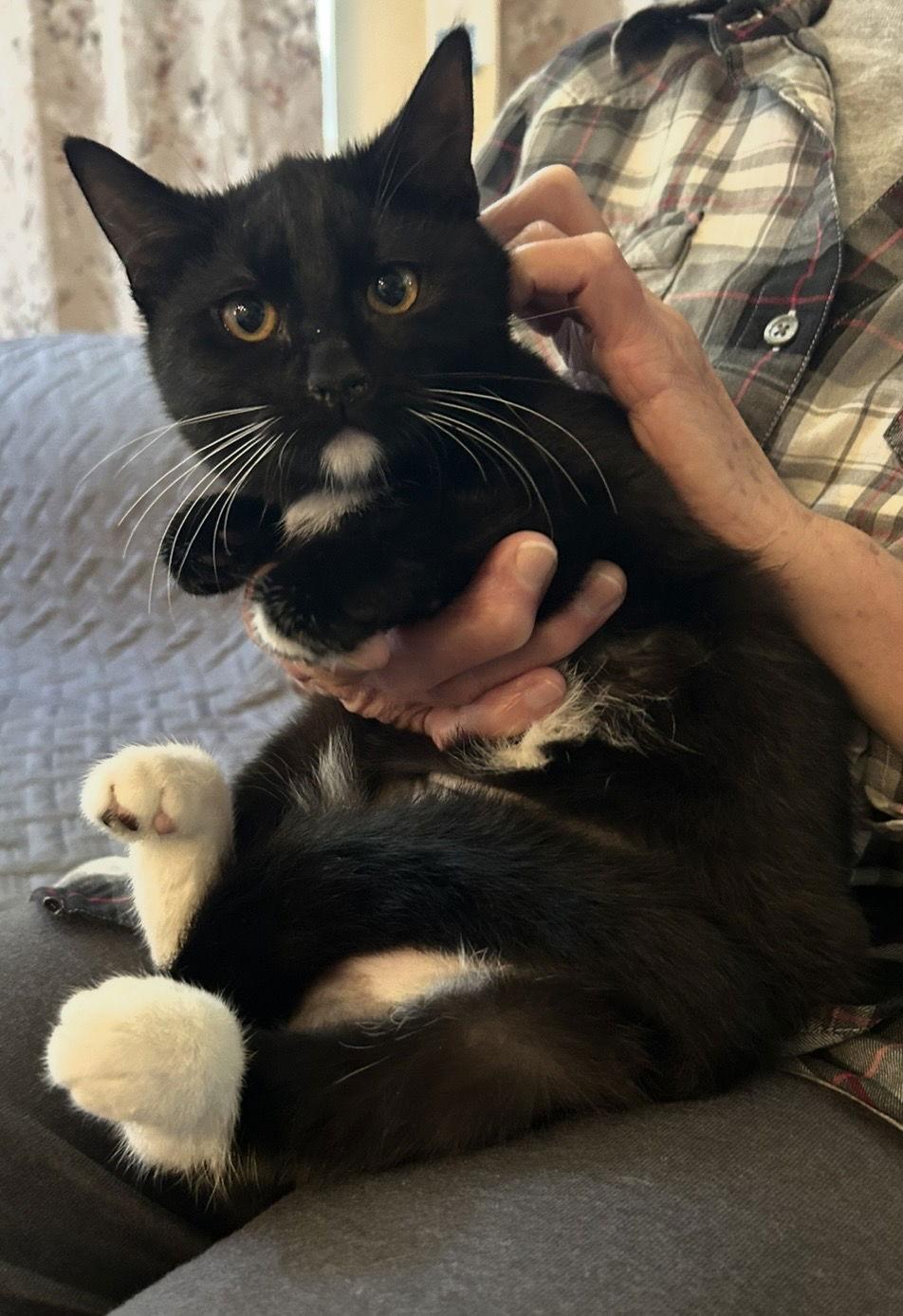 Lucille Ball, Adoptable, Kitten Female Domestic Short Hair.