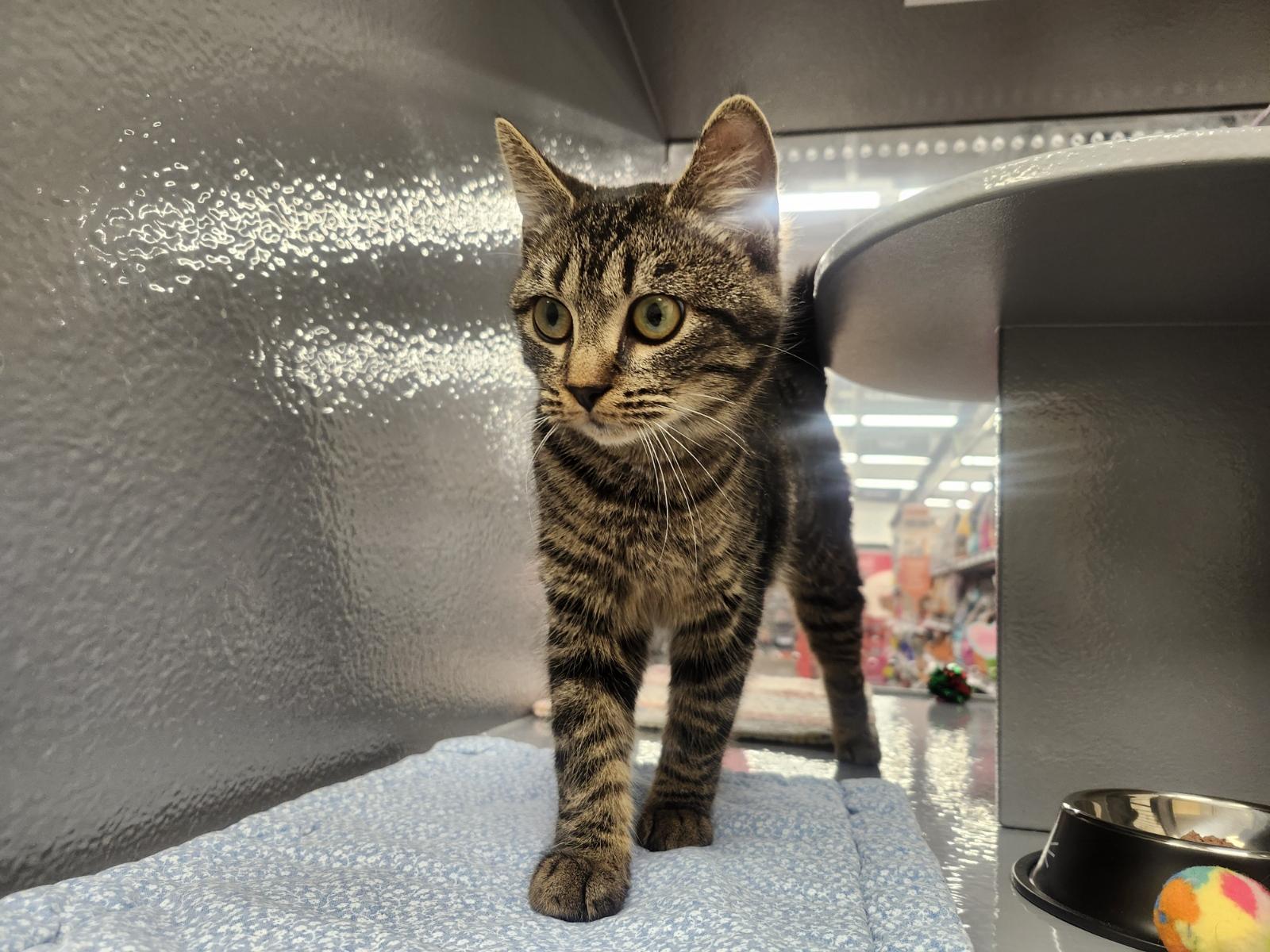 MARBLE, Adoptable, Young Female Domestic Short Hair.